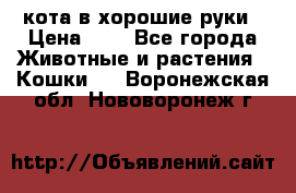 кота в хорошие руки › Цена ­ 0 - Все города Животные и растения » Кошки   . Воронежская обл.,Нововоронеж г.